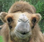 Die auf der Nase tanzen