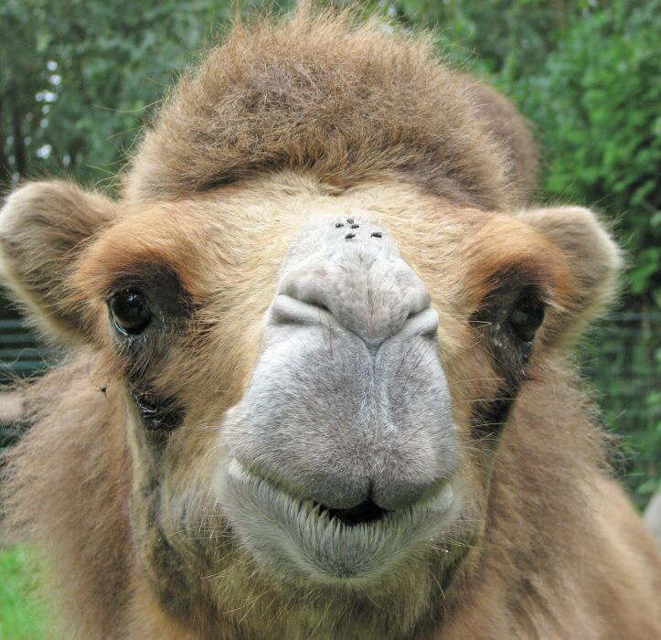 Die auf der Nase tanzen