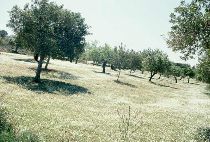 Irgendwo auf Mallorca