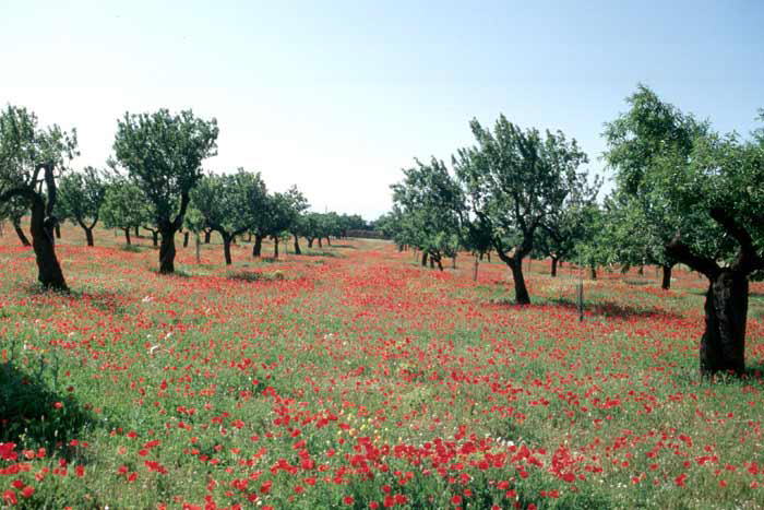 Irgendwo auf Mallorca