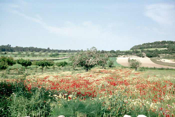 Irgendwo auf Mallorca