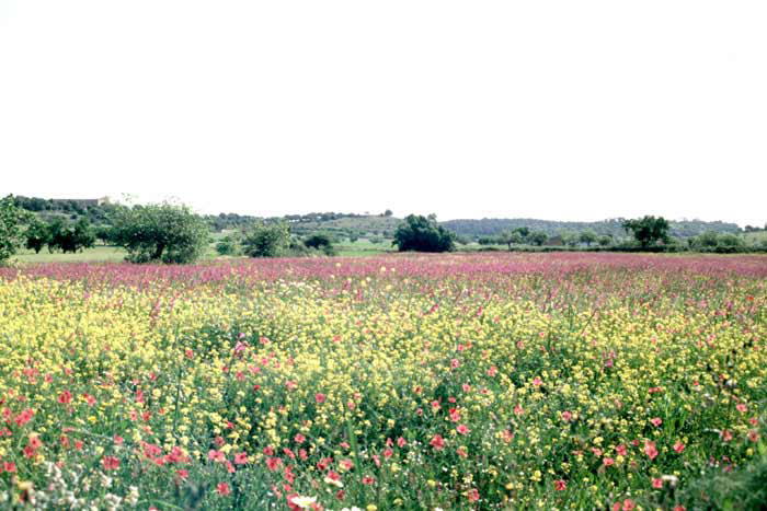 Irgendwo auf Mallorca