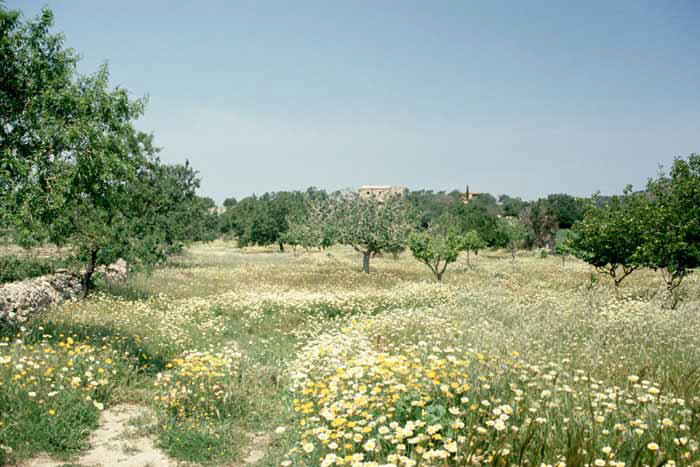 Irgendwo auf Mallorca