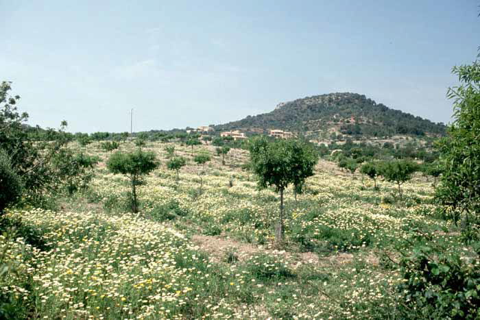 Irgendwo auf Mallorca