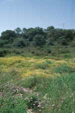 Irgendwo auf Mallorca