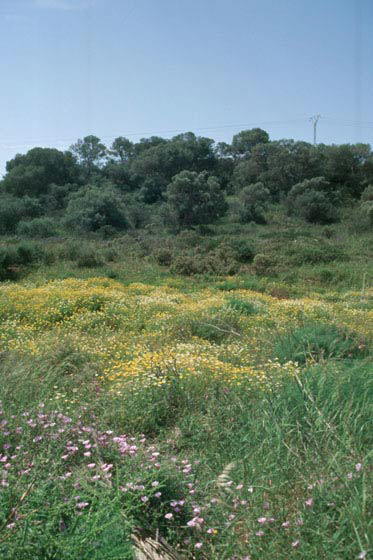Irgendwo auf Mallorca