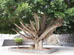Ein Ficus in Masca