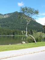 Birke am Spitzingsee 1