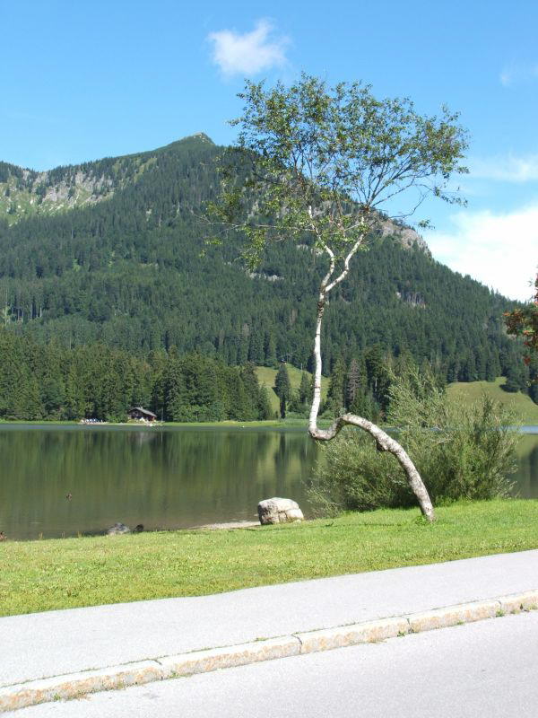 Birke am Spitzingsee 1