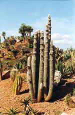 Botanicactus