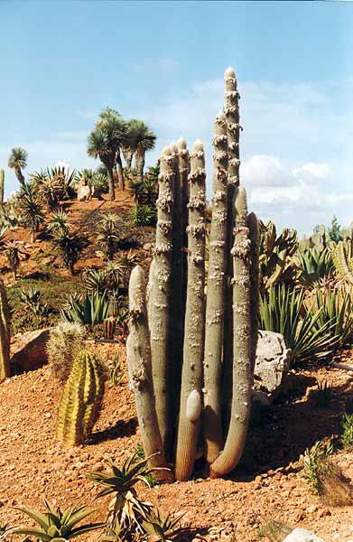 Botanicactus