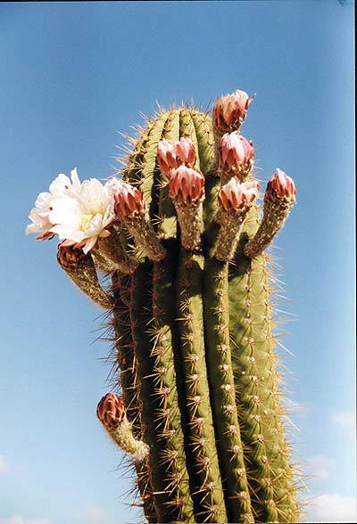 Botanicactus