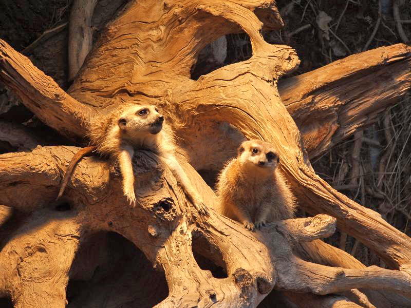 Ton in Ton Relaxen (DO)