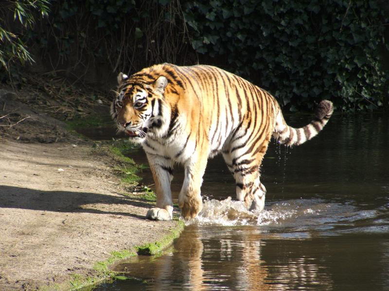 Miezekatze aus Sibirien