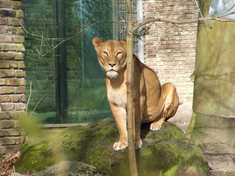 Miezekatze aus Afrika