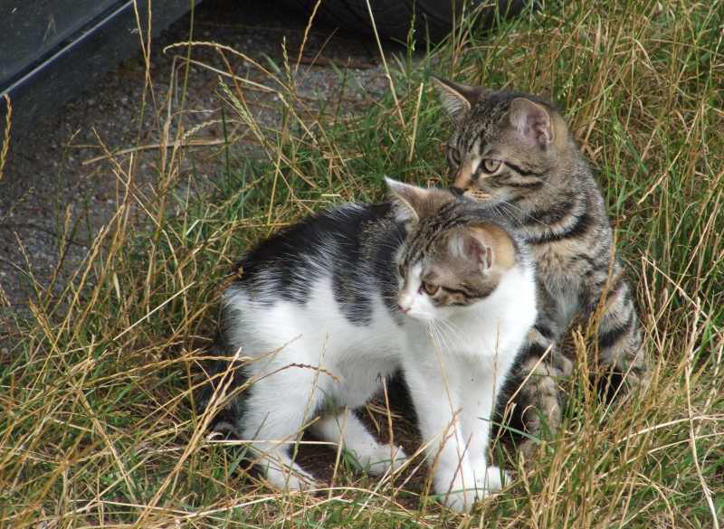 Der Gretel und sein Bruder