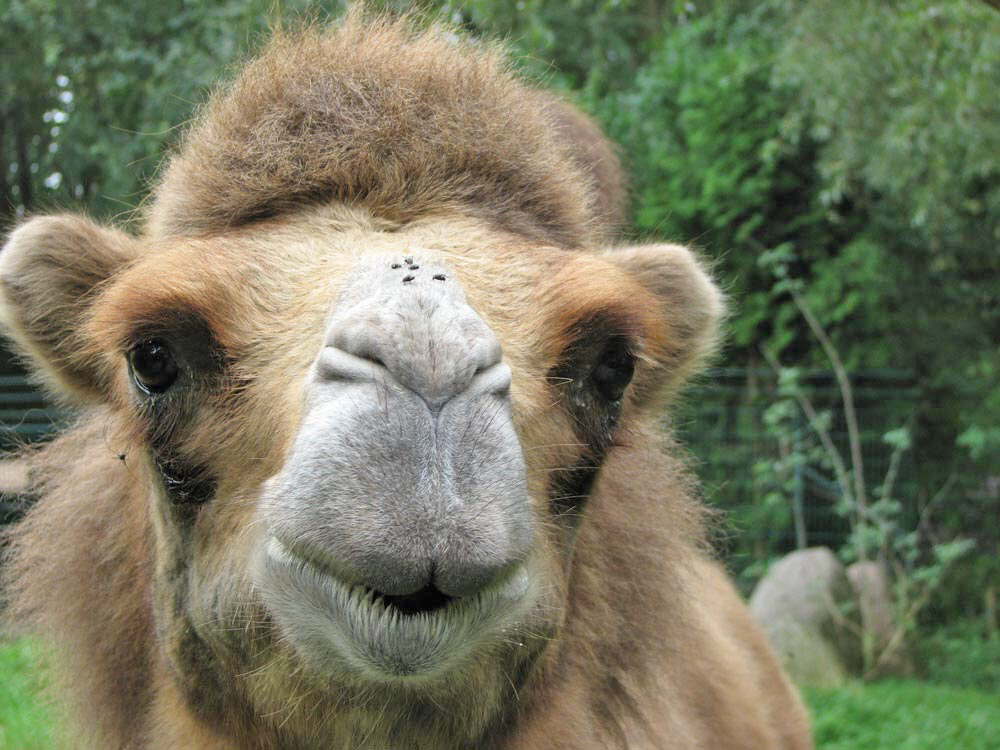 Die auf der Nase tanzen