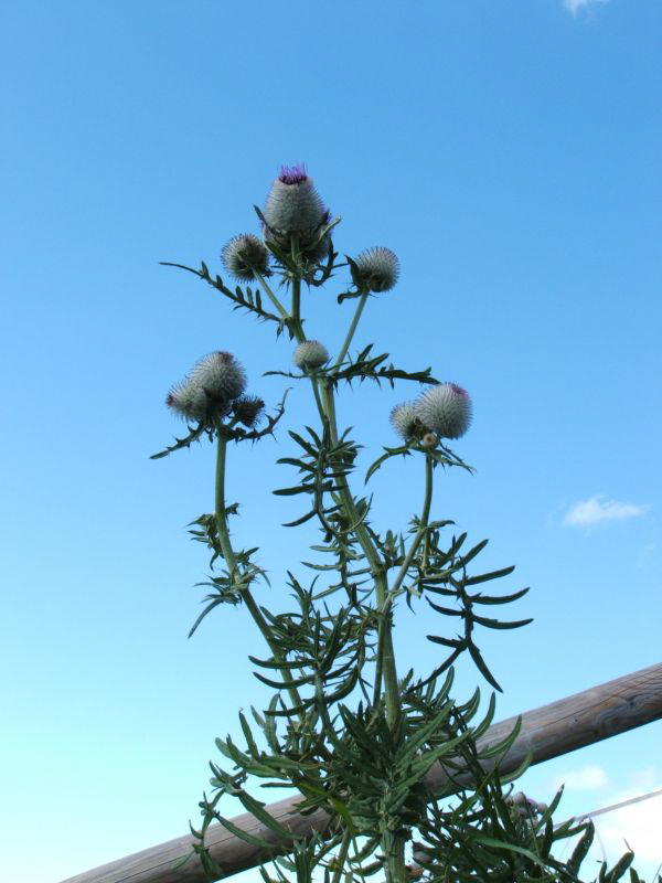 Distel