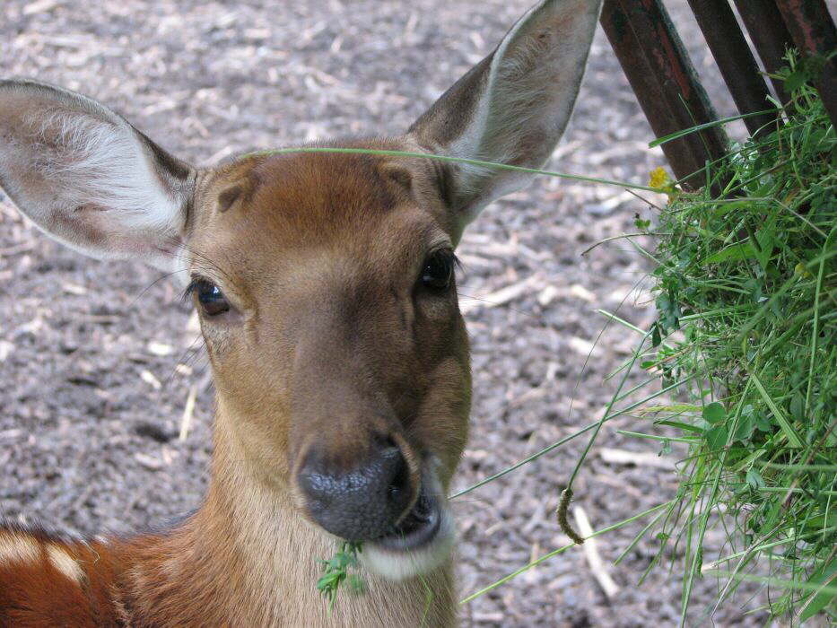 Gras kann man auch essen