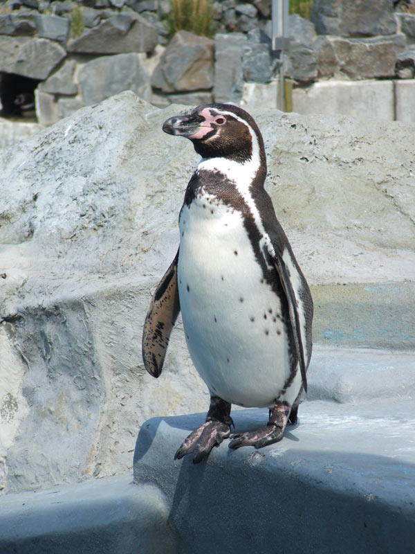 Ein-Pinguus