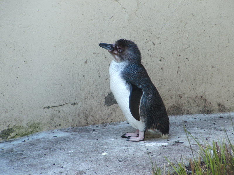 Ein-Zwerg-Pinguus