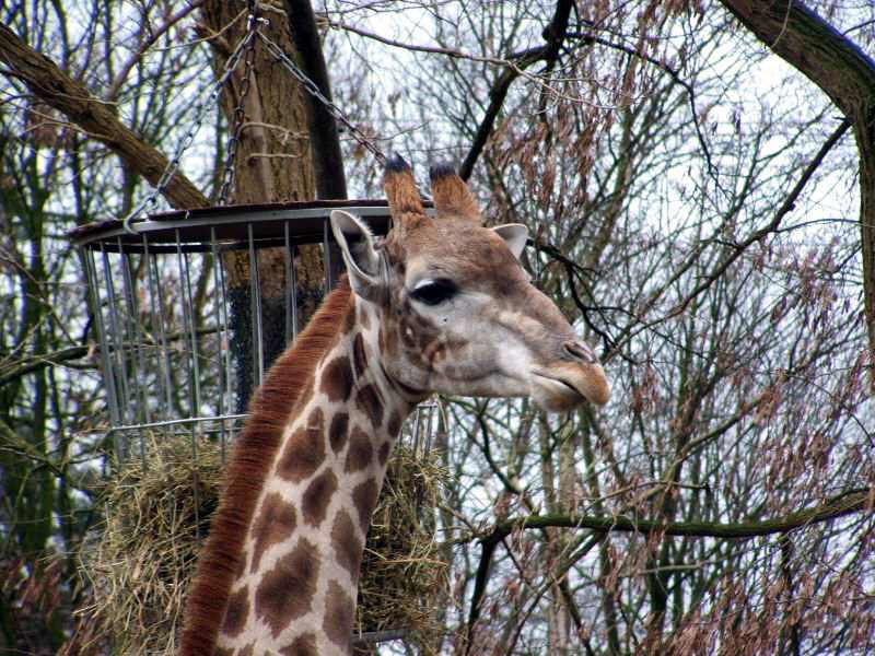 Ein Giraff