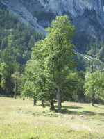 Grosser Ahornboden 2