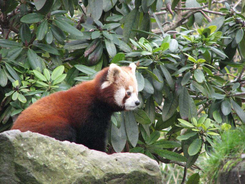 Kleiner B�r aus China