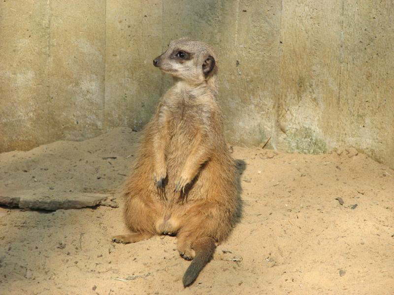 chef oder chefin (MS)