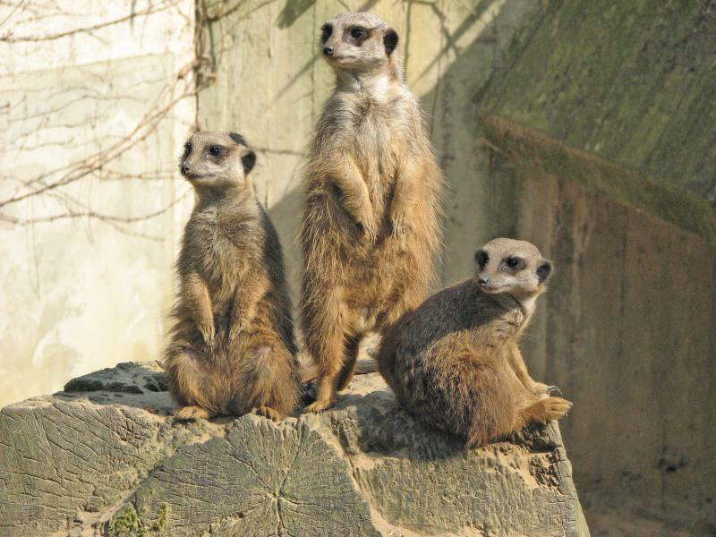 Aufpasser in M�nster (MS)