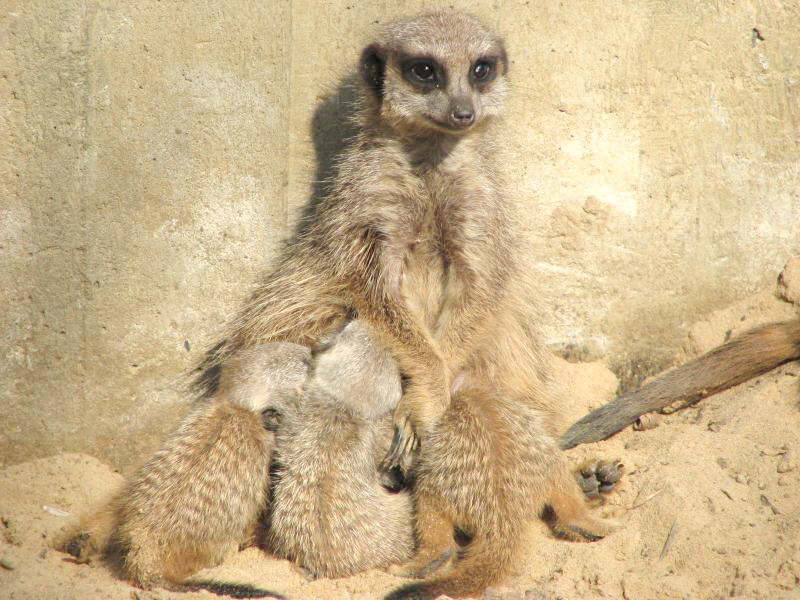 Drei an der Milchbar (MS)