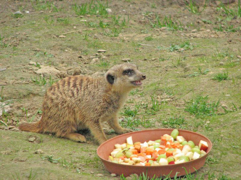 K�lner obstsalat (K)