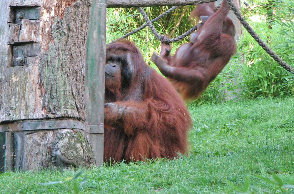 Der Sch�ff macht Faxen