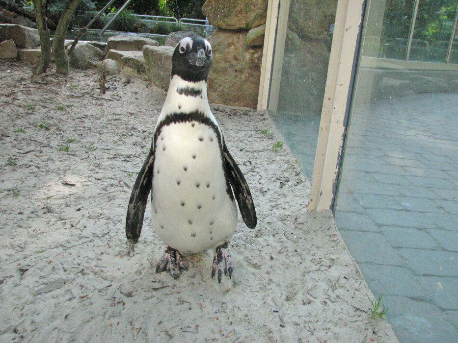 Junger Mann im Frack