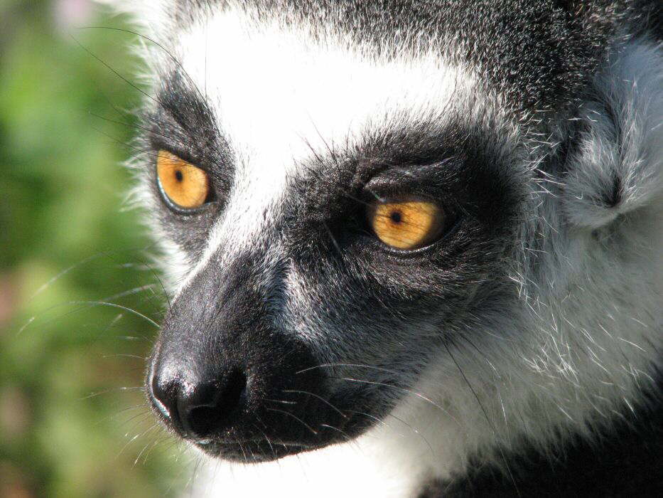 B�se gucken f�r Anf�nger