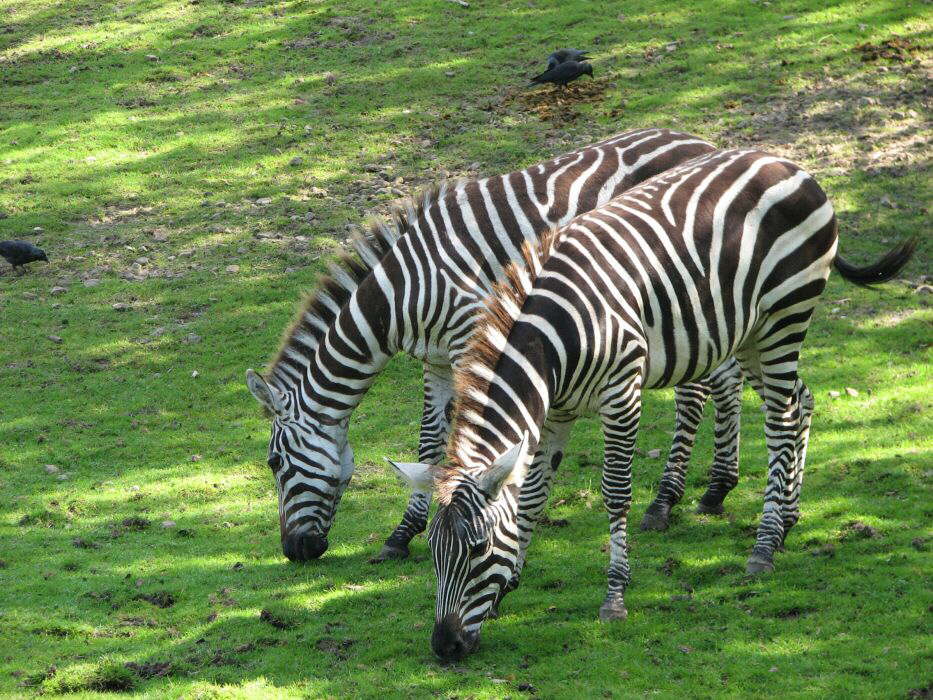 2 Schwatte und 2 Gestreifte