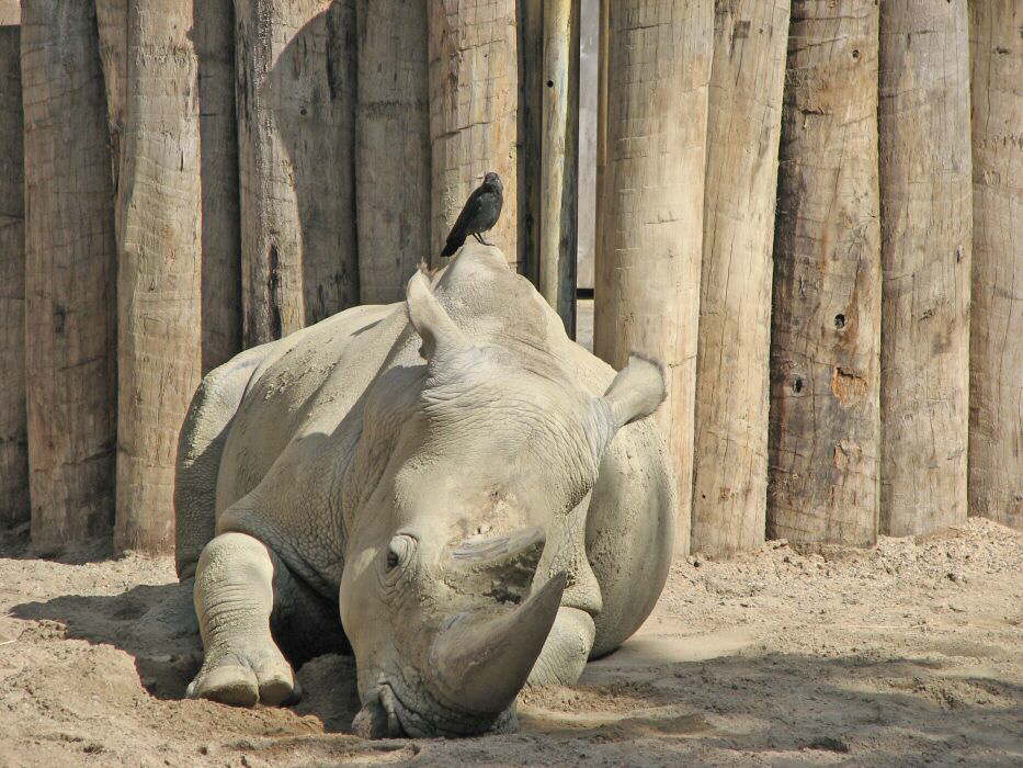 Gro�es Horn und kleiner Vogel