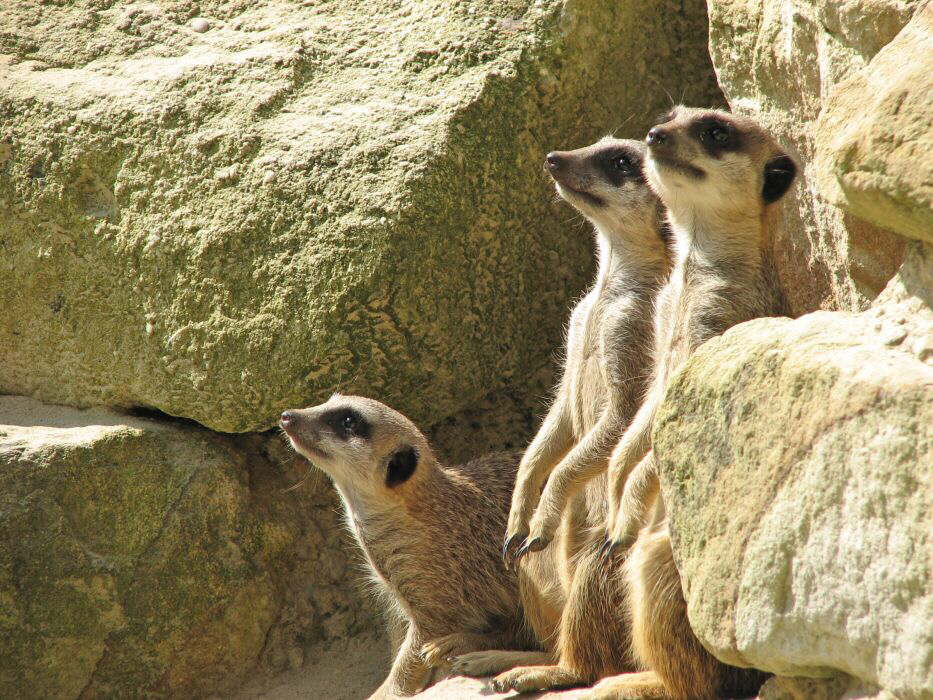 Drei M�nner im Stein