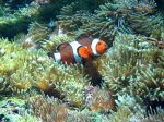 Nemo