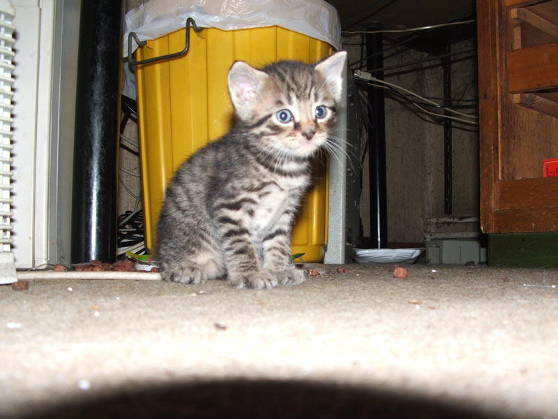 Nochn-ein-Zwerg-Katz