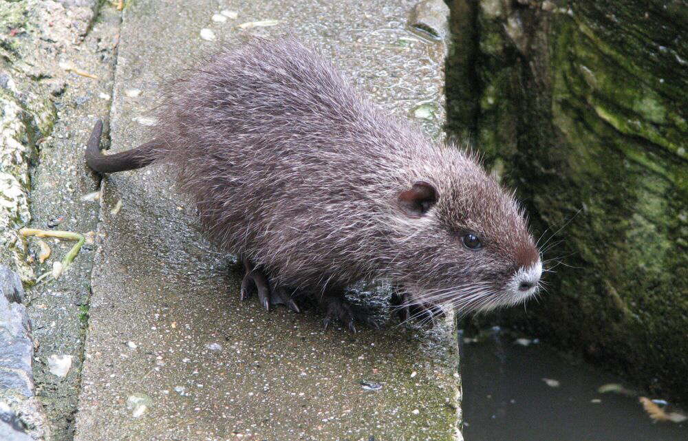 Nutria Zwerg