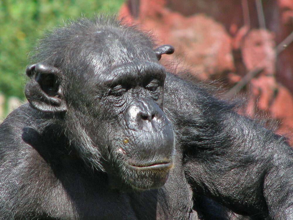 Sch....... Fotografen