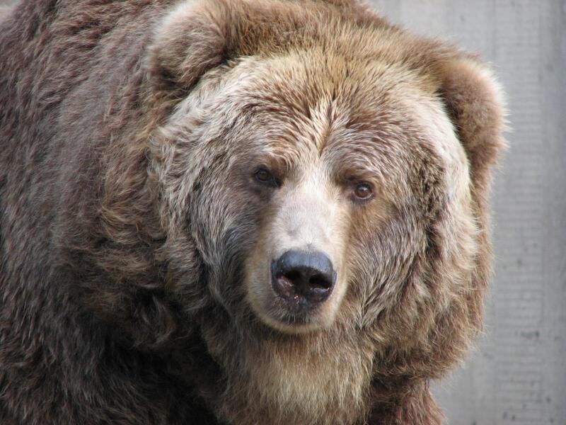 Schau mir in die augen