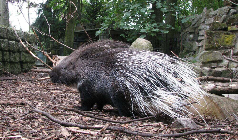 Gef�hrliche Stacheln