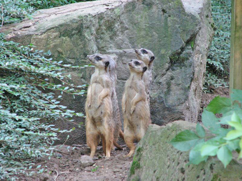 Wuppertaler Vorposten (W)