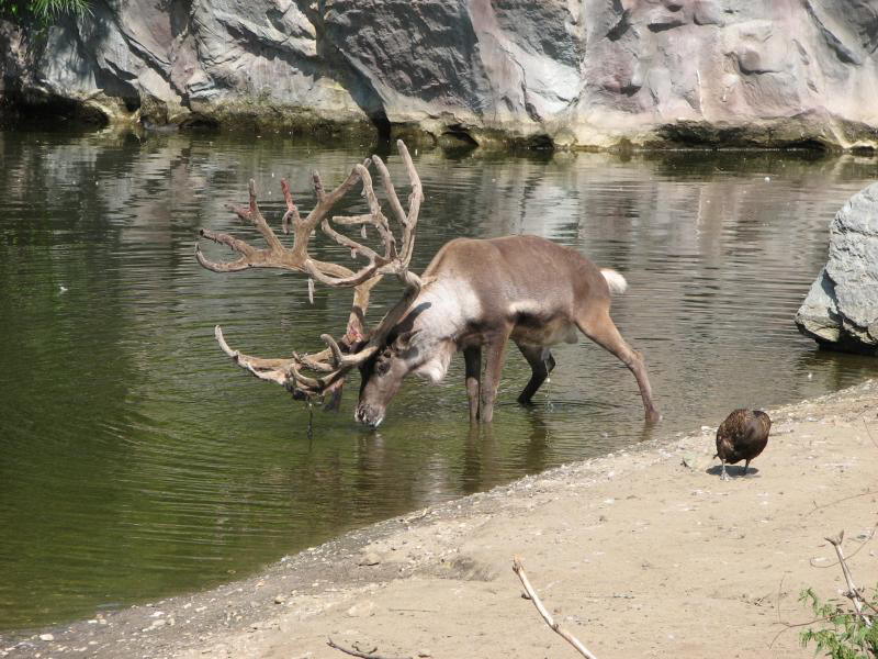 Wasser - trinken und lassen