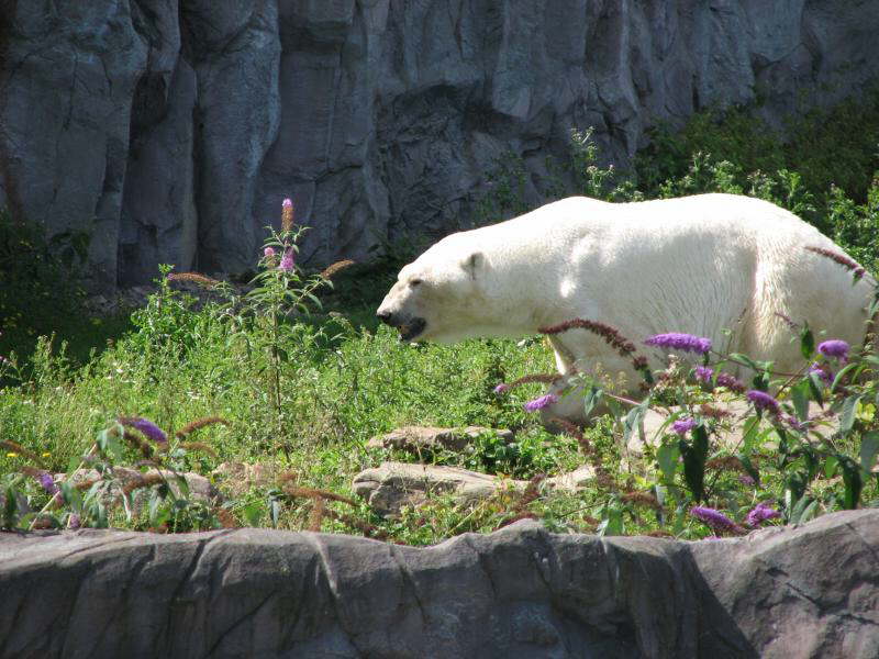 Winterb�r mit Sommerflieder