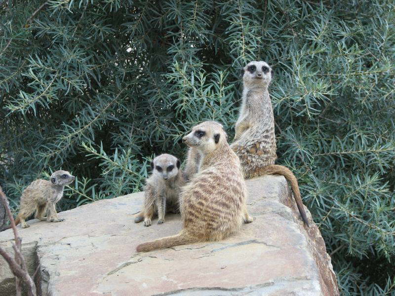 Zwei Generationen  (GE)