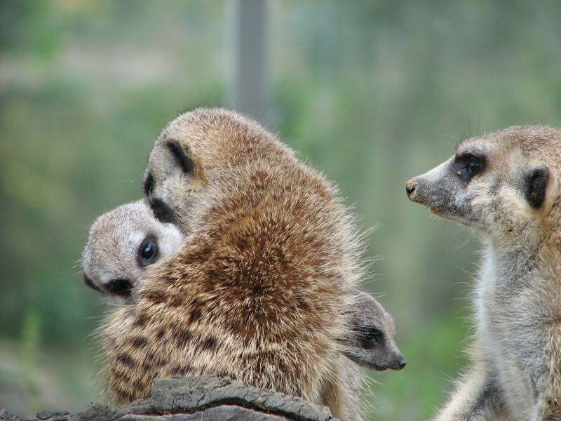 2 Erdm�nnchen mit 4 Z�pfen  (GE)