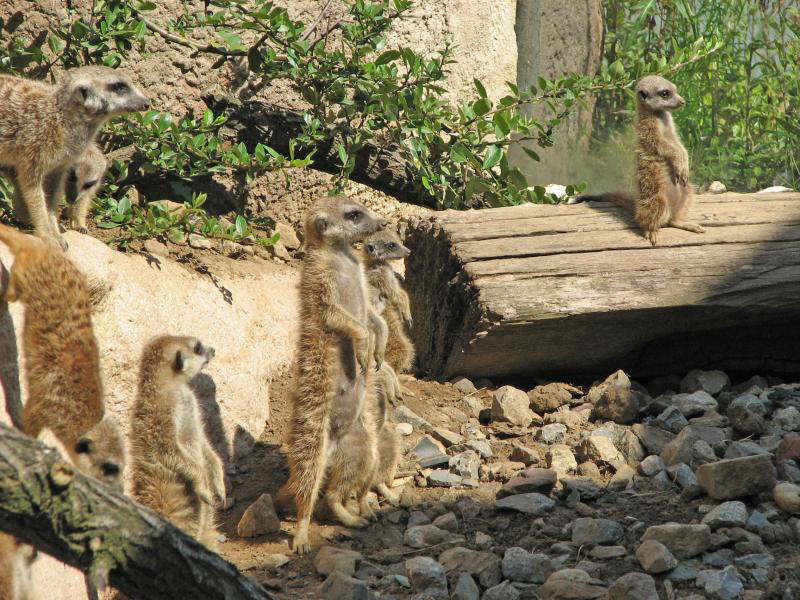 Kommt der Mann mit den Futter ?  (GE)